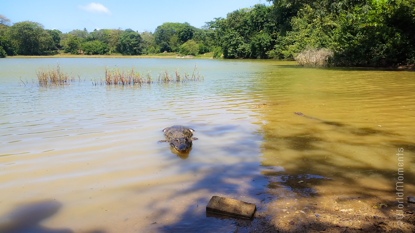 san andres big pond lagoon alligator