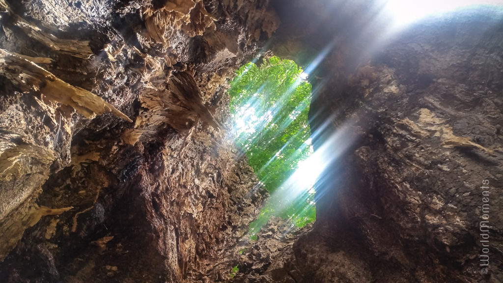 san andres big pond tree hole