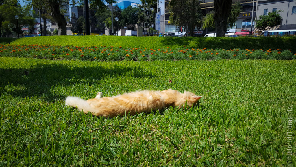 lima parque kennedy cat gras