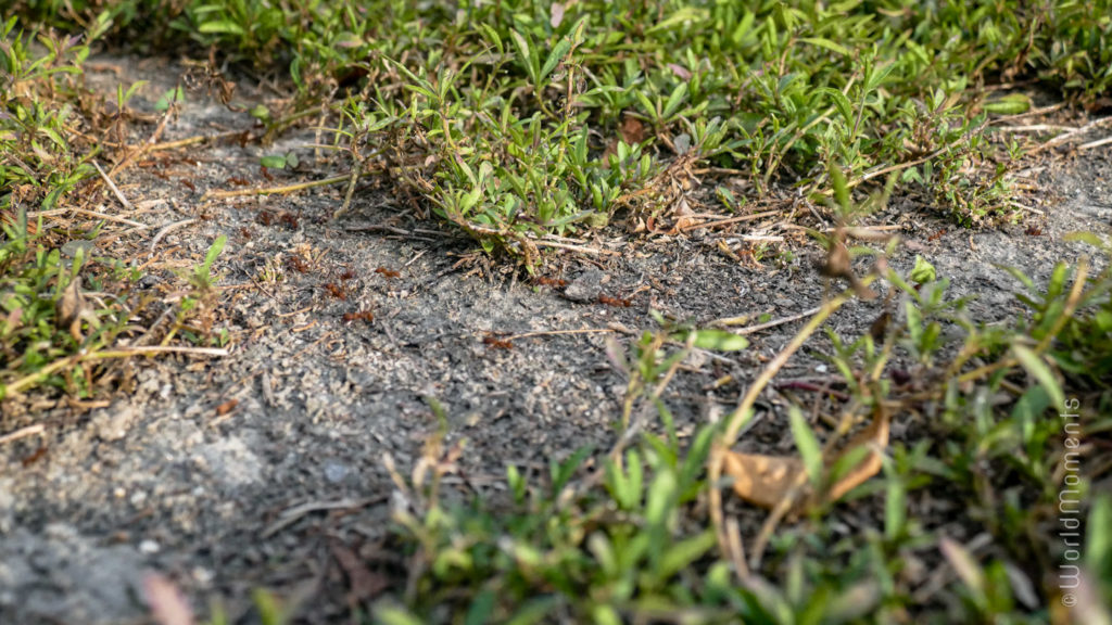 Santa Marta, Parque Tayrona, Cabo san Juan, ants on the beach