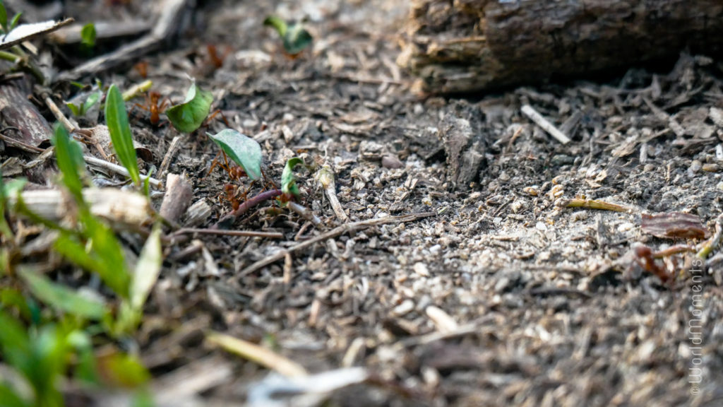 Santa Marta, Parque Tayrona, Cabo San Juan, ants on the beach