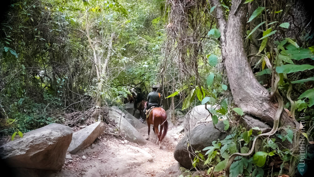 Santa Marta, Parque Tayrona, path with horses