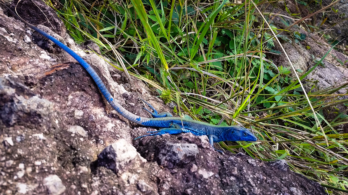 iguana azul en isla providencia