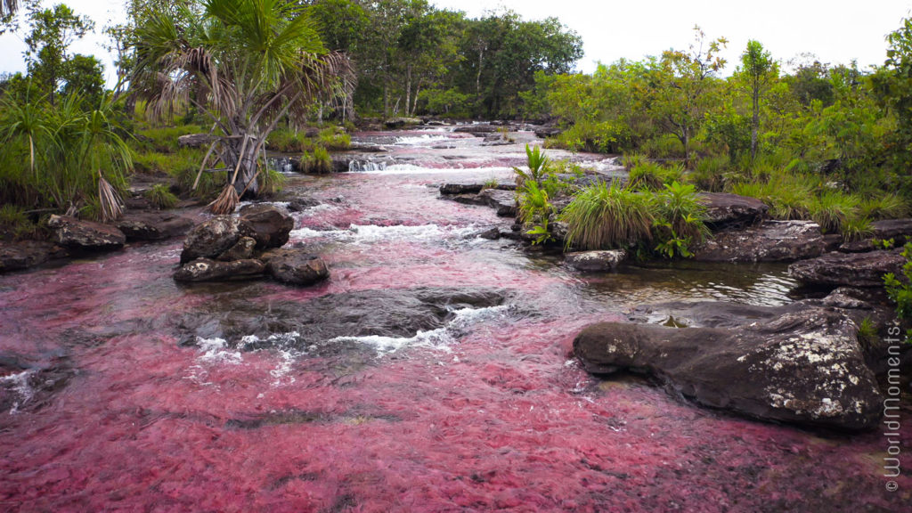 San Jose del Guaviare caño sabana known as tranquilandia