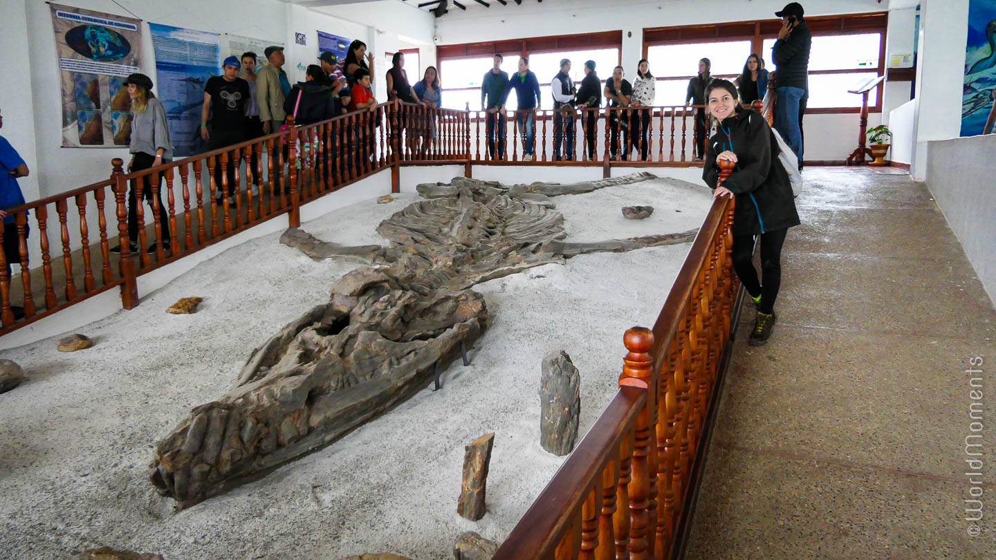Fosil en el museo del fosil de Villa de Leyva