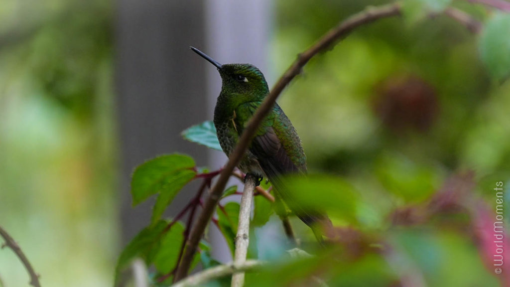 colibrì en el recinto del pensamiento en Manizales