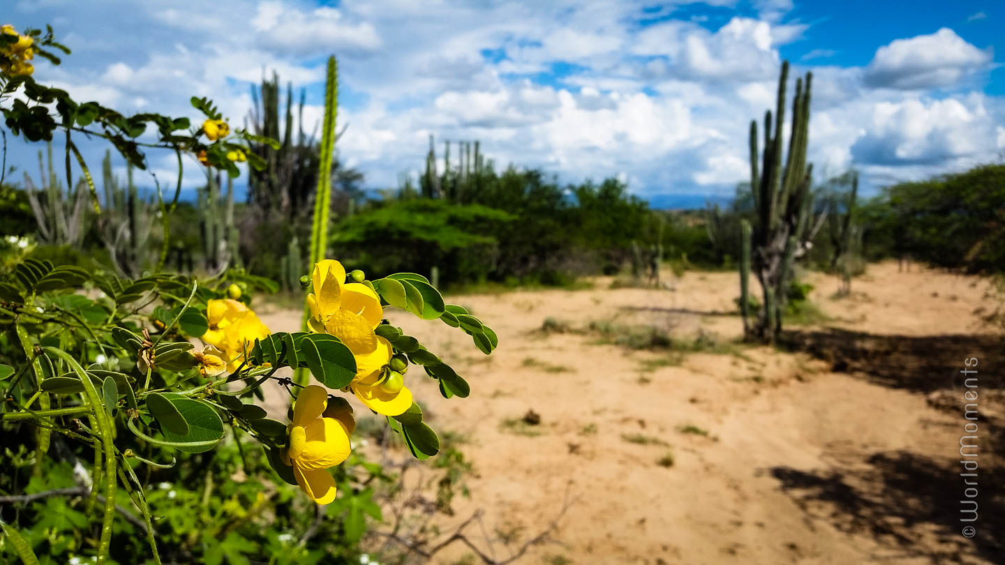 cactus y flores en el desierto de la tatacoa